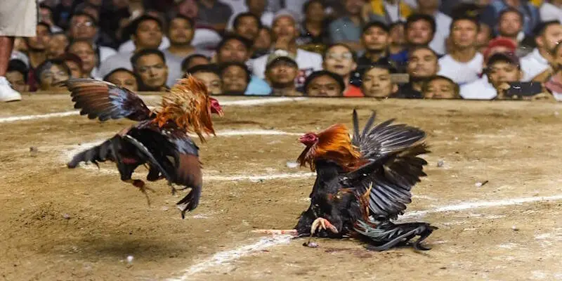 Ưu điểm về đá gà truyền thống